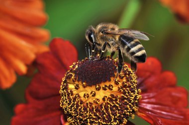 bee sitting on a flower and collects pollen for honey clipart