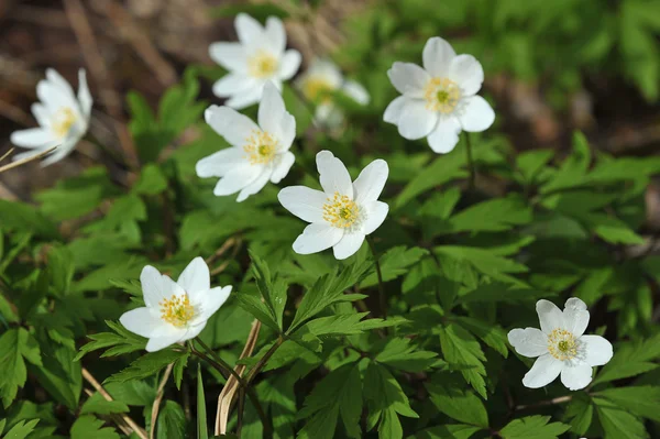 Prato primaverile con fiori bucaneve — Foto Stock