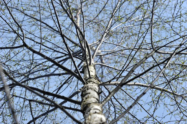 Sfondo astratto l'albero di betulla — Foto Stock