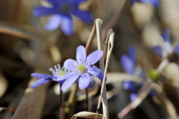 Prado de primavera com flores primrosas — Fotografia de Stock