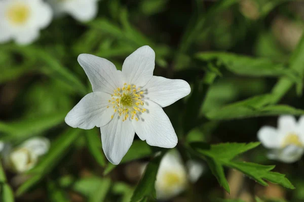 Spring meadow with flowers snowdrops — Stock Photo, Image