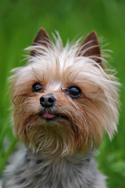 Raça cão pequeno Yorkshire — Fotografia de Stock