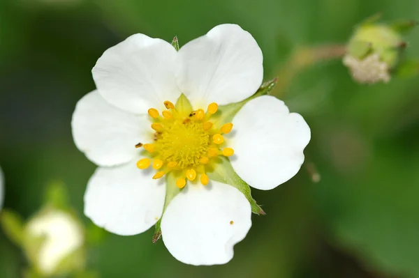 La flor de fresa —  Fotos de Stock