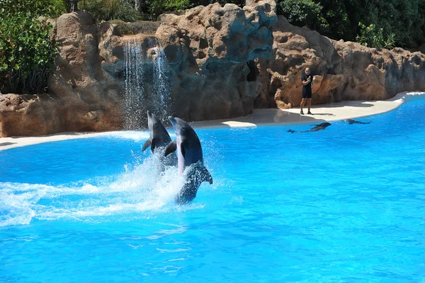 PUERTO DE LA CRUZ, TENERIFE, SPAIN - JULY 5: water shows with ki — Stock Photo, Image