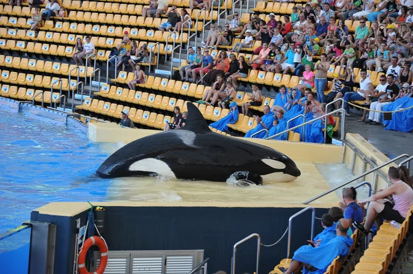 Water shows with killer whales in Loro Park — Stock Photo, Image