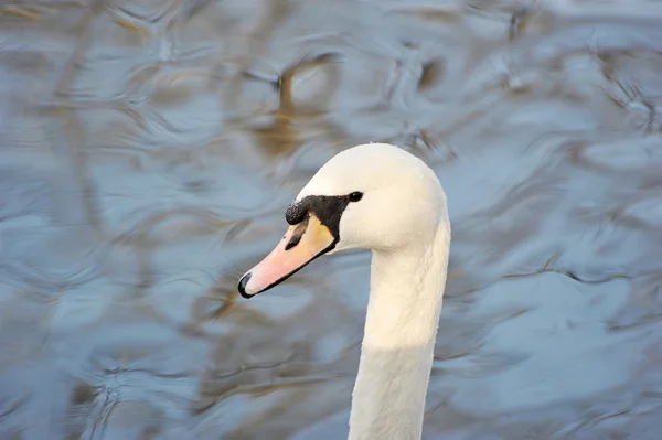 Head white Swan close up — стоковое фото
