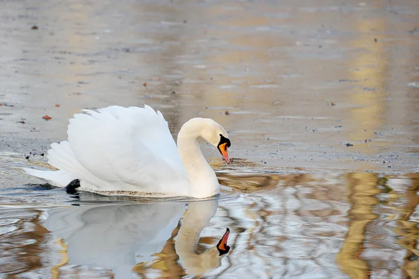 Cygne blanc nage dans l'étang d'automne — Photo