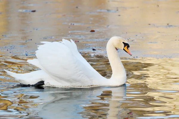 Cisne blanco nada en estanque de otoño — Foto de Stock