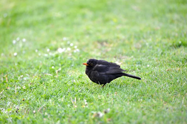 Malý Blackbird s oranžový zobák na zelené trávě — Stock fotografie