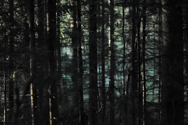 Bakgrund från den mörka skogen — Stockfoto