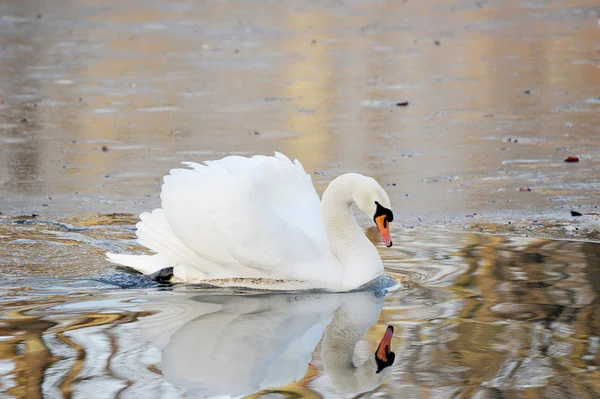 Cisne blanco nada en estanque — Foto de Stock