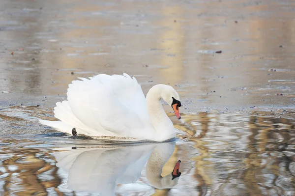 White Swan swims  pond — Stock Photo, Image