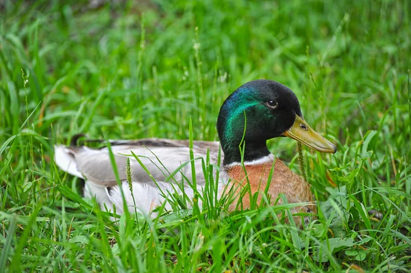 Duck zitten in het gras — Stockfoto