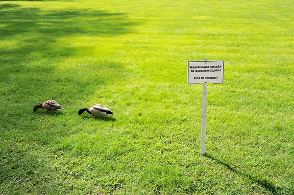 Ente läuft auf dem Gras — Stockfoto