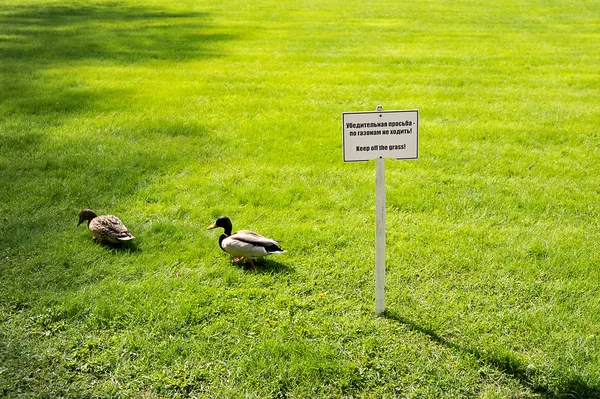 Duck walking on the grass — Stock Photo, Image