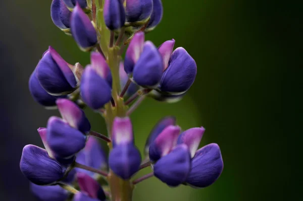 Fiori di lupino (genere Lupinus ) — Foto Stock