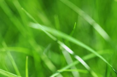 çimenli doğa arkaplanı