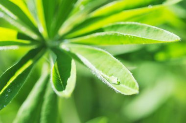 taze ve yeşil yaprak