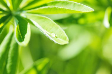 taze ve yeşil yaprak