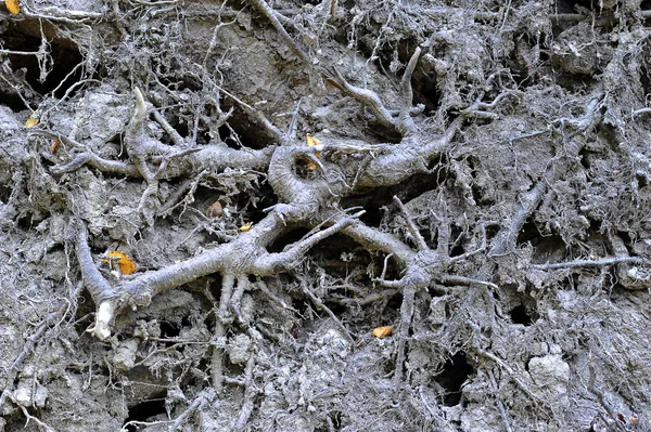 Racines de l'arbre en terre noire — Photo