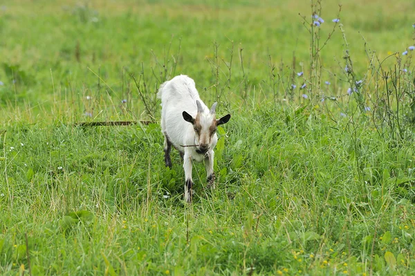 Une jeune chèvre paître dans la prairie — Photo