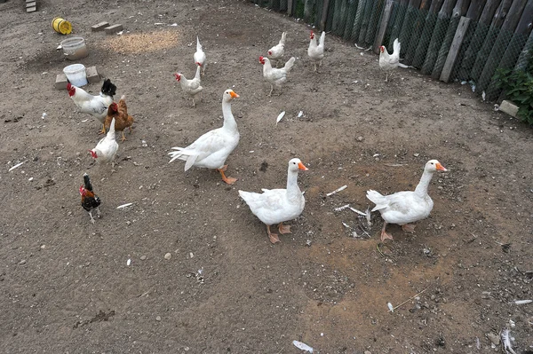 Ganzen en kippen zijn landelijke thuis — Stockfoto