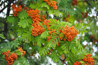 Rowan ağacı demet