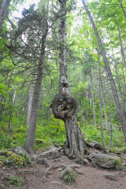 huş ağacı üzerinde tuhaf büyüme