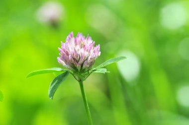 yeşil zemin üzerine yonca