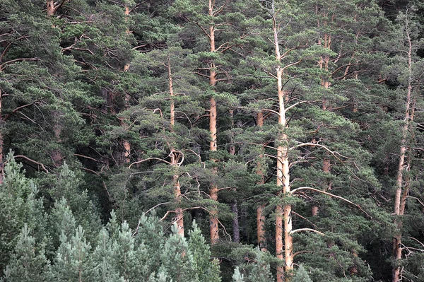 Latar belakang pinus — Stok Foto