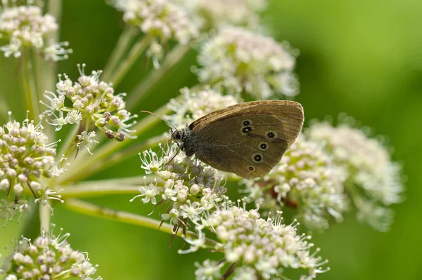 Papillon en velours gris avec les yeux sur les ailes est assis sur une fleur — Photo