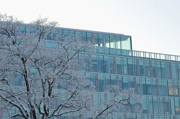 snow-covered tree on the background of a modern office building