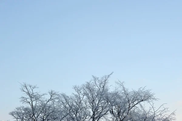 Zasněžený větve stromů v mrazu na pozadí vítězství — Stock fotografie