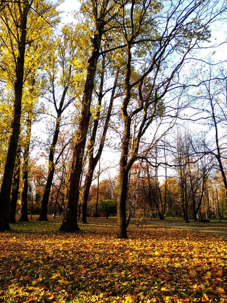 Yapraklar Sonbahar Parkına Düştü — Stok fotoğraf