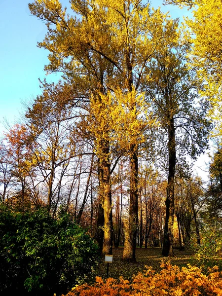 Helder Herfstblad Bij Zonlicht — Stockfoto