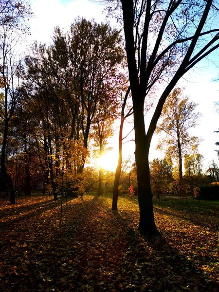 Parkta Sonbaharda Güneşli Bir Gün — Stok fotoğraf