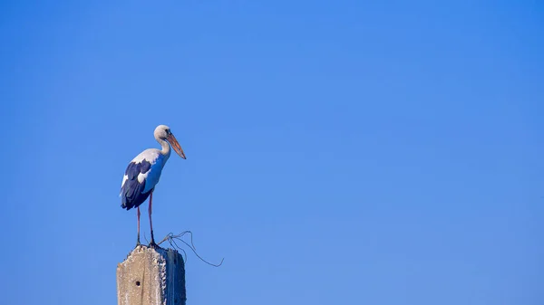 Asian Openbill Stork Perching Old Concrete Post Blue Clear Sky — Stock Photo, Image