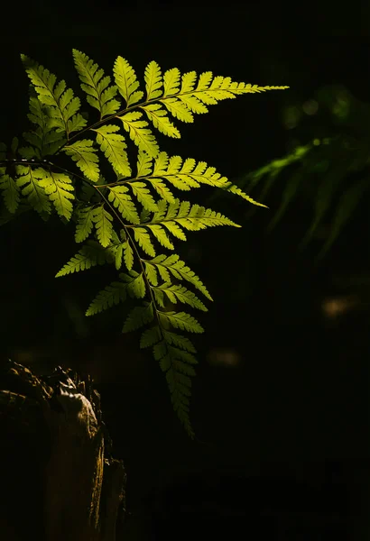 stock image Sunlight and shadow on surface of green fern leaves are growing in dark background and vertical frame