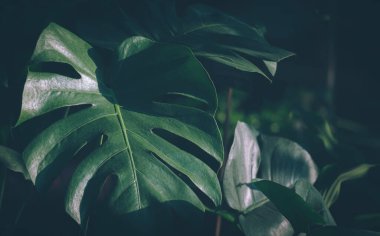 Ormanın yüzeyinde güneş ışığı ve gölge ön bahçede büyümekte.