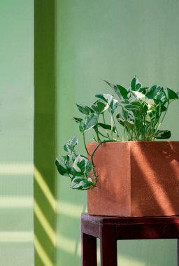 Marble Queen Pothos 'un ağaç kabında yetişen yeşil çimento duvarlı arka planda bahçe alanındaki ahşap sandalyeye bakan bitkisinin yan görüntüsü