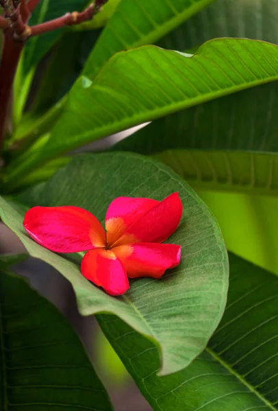 Sluiten Rode Plumeria Bloem Vallen Groen Blad Verticale Frame — Stockfoto