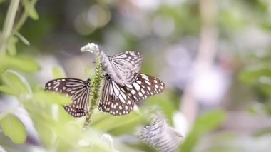 Bir grup Glassy Tiger kelebeği (Parantica aglea) yeşil bitkinin nektarını emiyor botanik bahçesinde bulanık doğal arkaplan