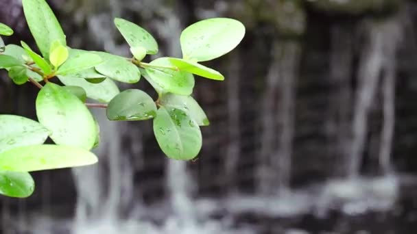 Verse Groene Bladeren Tak Water Druppels Met Wazige Achtergrond Van — Stockvideo