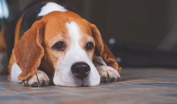 Porträt Eines Beagle Hundes Der Hause Auf Fliesenboden Liegt — Stockfoto
