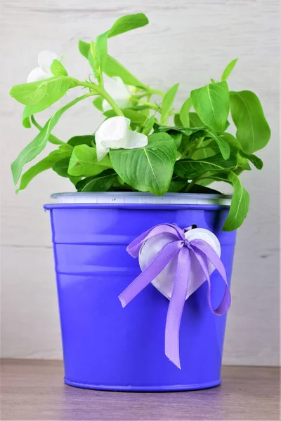 Tanaman Hijau Dengan Bunga Putih Pot Logam Biru Dekoratif Dengan — Stok Foto