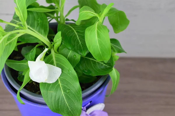 Close up, green natural plant with white flowers, in bluish metal pot on wooden table. Space for text.