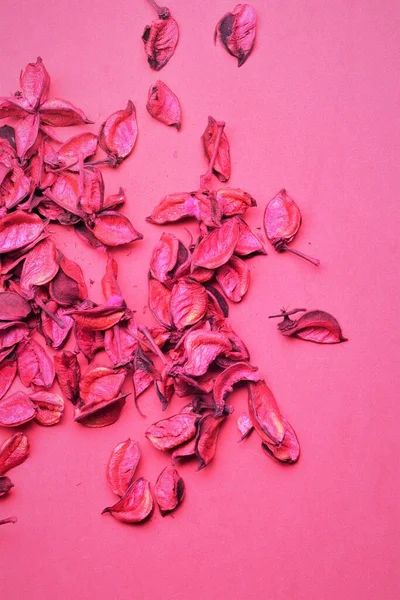 乾燥した葉を持つピンクの背景 — ストック写真