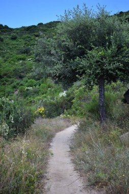 Orman yolu, orman ve bitki örtüsü, gölgeler ve açıklıklar.