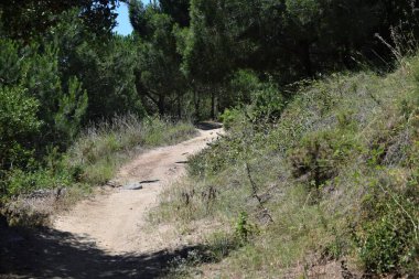 Orman yolu, ağaçlar ve bitki örtüsü