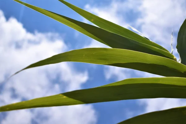 Green reed leaves looking skyward with clouds